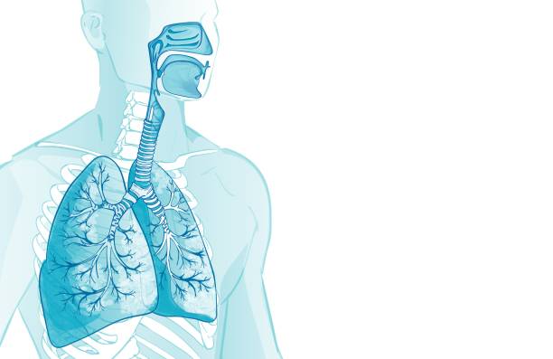 3d vector of the human Respiratory System, lungs, alveoli. Inside larynx nasal throttle anatomy. Man body parts. Hand drown anatomy illustration human Respiratory System, lungs, alveoli. Inside larynx nasal throttle anatomy. Man body parts. Hand drown vector anatomy illustration respiratory tract stock illustrations