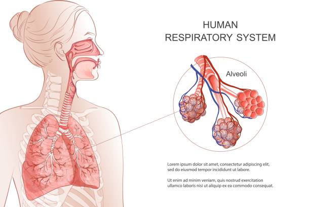 menschliches atmungssystem, lunge, alveolen. vektor anatomie illustration. - atmungsorgan stock-grafiken, -clipart, -cartoons und -symbole