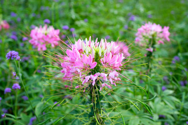 istock Cleome spinosa in the park 1438093886