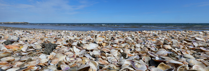 Seashells in the Sand on White Background