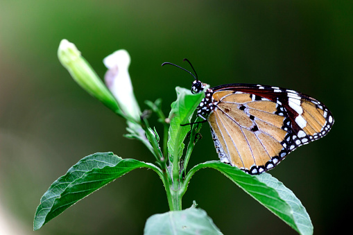 The Plain Tiger Butterfly resting on the flower plant during Spring season in India