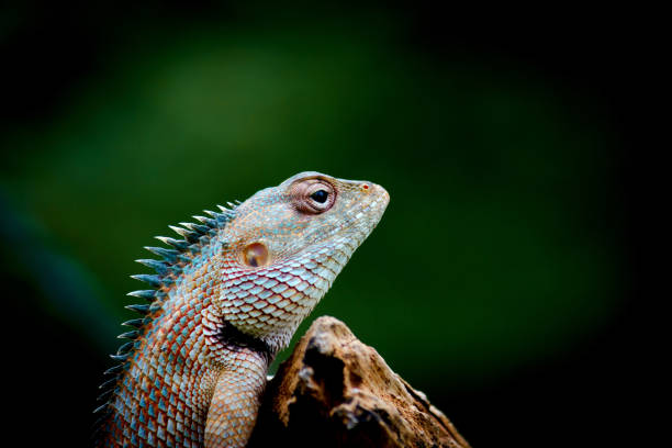 istock The oriental garden lizard, eastern garden lizard, bloodsucker or changeable lizard (Calotes versicolor) is an agamid lizard found widely distributed in India 1438095718