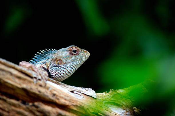 istock The oriental garden lizard, eastern garden lizard, bloodsucker or changeable lizard (Calotes versicolor) is an agamid lizard found widely distributed in India 1438095724