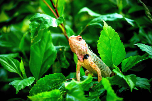 The oriental garden lizard, eastern garden lizard, bloodsucker or changeable lizard (Calotes versicolor) is an agamid lizard found widely distributed in in indo-Malaya. It has also been introduced in many other parts of the world.
