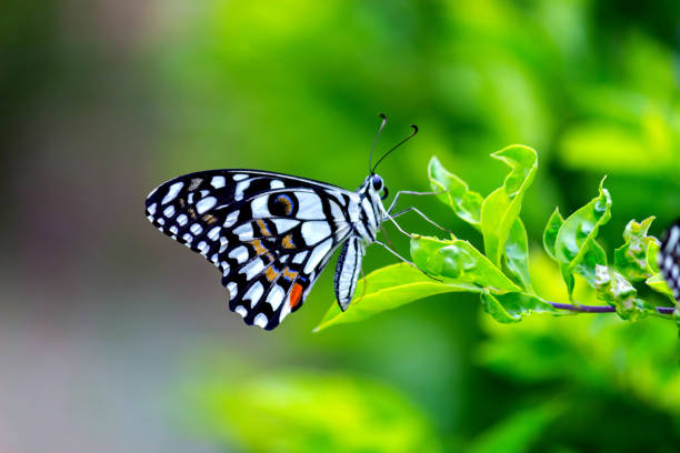 istock Papilio butterfly or The Common Lime Butterfly resting on the flower plants 1438095833