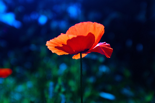 Red poppy flower isolated on white background, top view