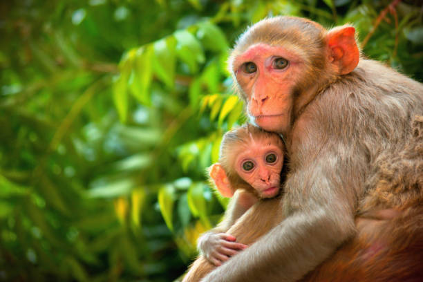 Rhesus macaque monkey are familiar brown primates or apes with red faces and rears are also known as Macaca or Mullata Rhesus macaques are familiar brown primates with red faces and rears. They have close-cropped hair on their heads, 
 which accentuates their very expressive faces. macaque stock pictures, royalty-free photos & images