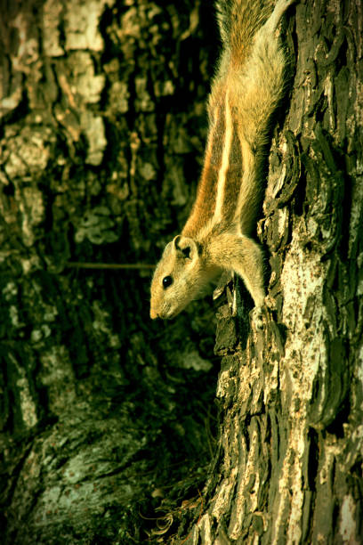 istock Squirrel or Rodent or also known as Chipmunk, standing paused on the tree trunk in its natural environment 1438096180