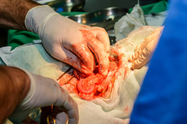 istock A doctor performs an operation on a dog at a veterinary hospital. 1438096306