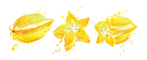 Watercolor isolated illustration of star fruit Watercolor illustration set of star fruit with paint splashes isolated in white background starfruit stock illustrations