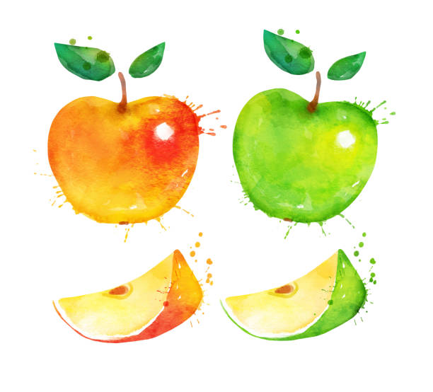 Watercolor isolated illustration of apple Watercolor illustration set of whole and sliced yellow and green apples isolated in white background green apple slices stock illustrations
