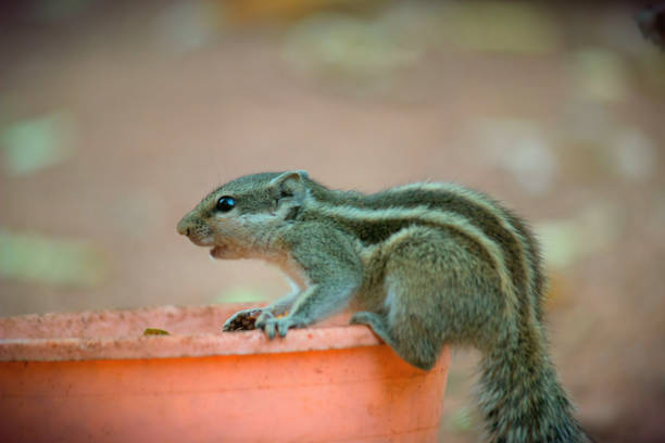 cute squirrel looking for nut on branch of tree in natural park of tropical country, Thailand, on sunlight, animal, garden, wildlife, chipmunk