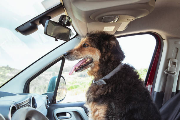 istock The dog sits on the vehicle's co-pilot seat. 1438098703