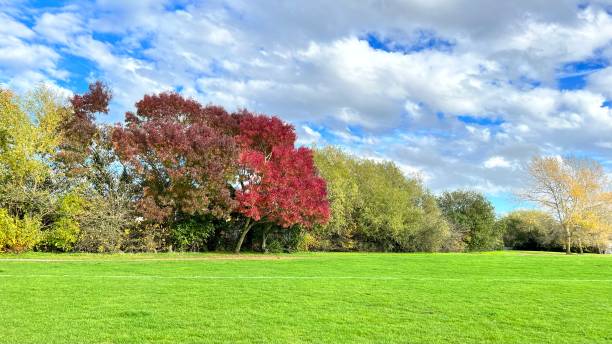 istock Autumn leaves and blue sky 1438100220