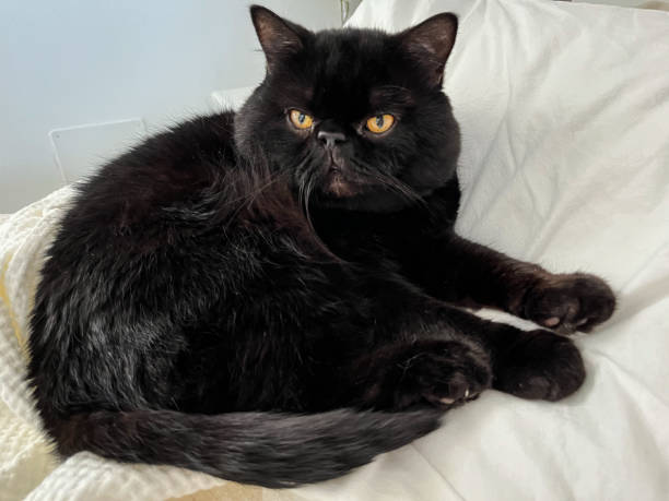 istock Black British cat on the bed 1438101208