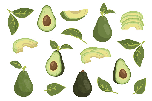 Set of whole avocado in peel with leaves and sliced avocado with pit, flesh. Ripe avocado fruit. Healthy vegetarian organic food. Vector illustration for healthy lifestyle and good nutrition