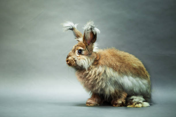 灰色の背景にウサギの自�然な色、アンゴラの品種。 - アンゴラうさぎ ストックフォトと画像