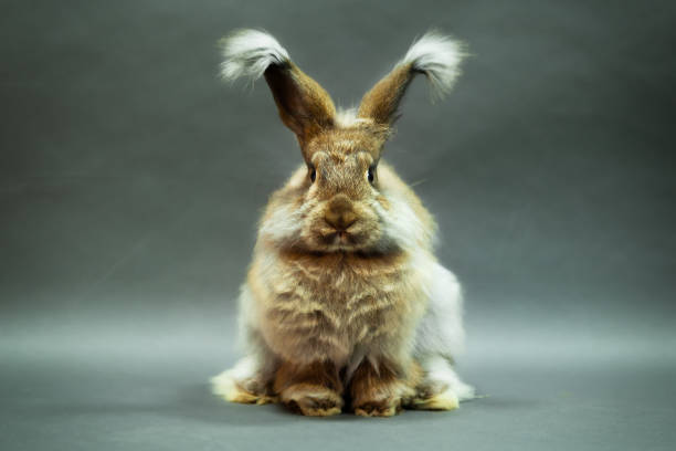 istock Rabbit natural color, angora breed, on a gray background. 1438102048