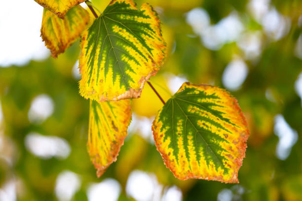 istock autumn leaves on a tree close-up 1438102754