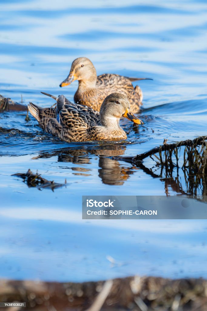 Canard sympathique Un canard sur l'eau Animal Stock Photo
