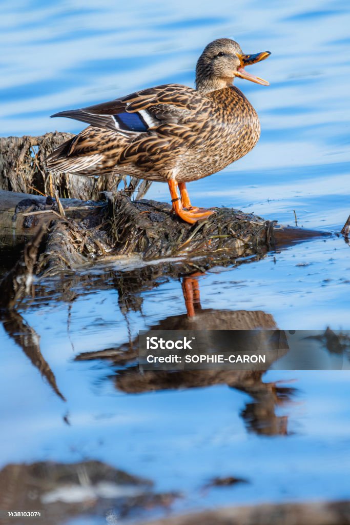 Canard sympathique Un canard sur l'eau Animal Stock Photo
