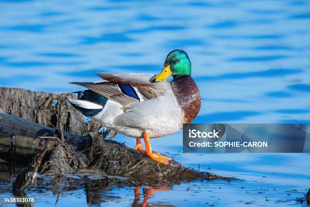 Canard Sympathique Stock Photo - Download Image Now - Animal, Animal Wildlife, Animals In The Wild