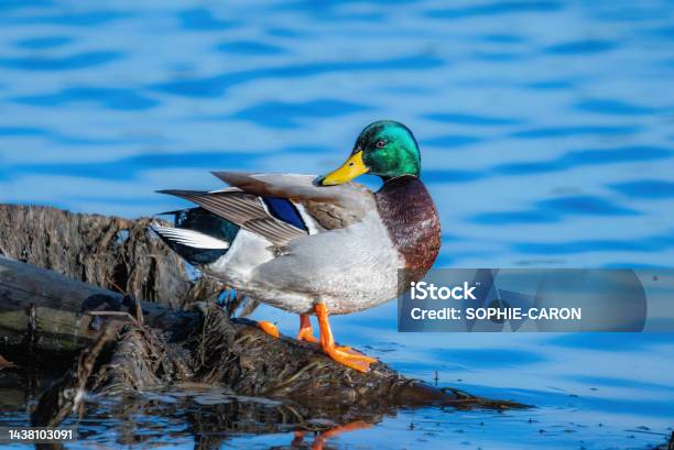 Canard Sympathique Stock Photo - Download Image Now - Animal, Animal Wildlife, Animals In The Wild