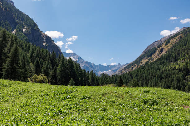 chaîne de montagnes des alpes italiennes par une journée d’été ensoleillée - vue sur la prairie verte et le ciel bleu - grass area hill sky mountain range photos et images de collection