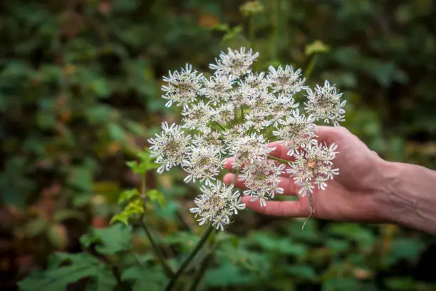 Hand holding Hogweed, also known as cow parsnip or Latin name Heracleum sphondylium against green blurry background.