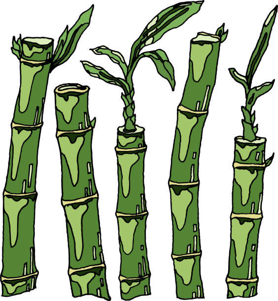 ilustracja pędów bambusa na białym tle. bambus, naturalny dom i dzikie rośliny, gotowy do użycia, eps. dla twojego projektu - bamboo shoot bamboo japanese culture paintings stock illustrations