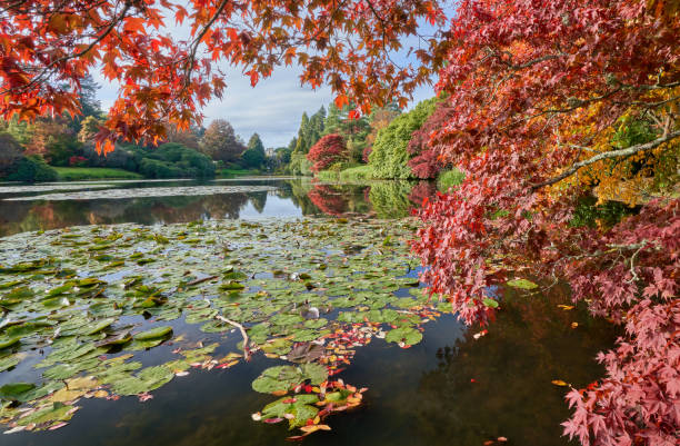 istock Sheffield Park Gardens in autumn 1438105301