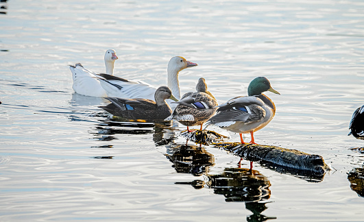 Image of an animal a wild drake and a duck sail on a pond. Wild ducks on the pond swim in clear water