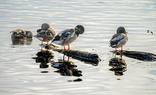 ducks feeding on a pond in woodland