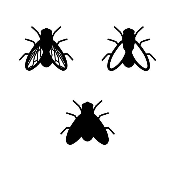 Silhouette of a fly Illustration of a fly with silhouette. fly insect stock illustrations