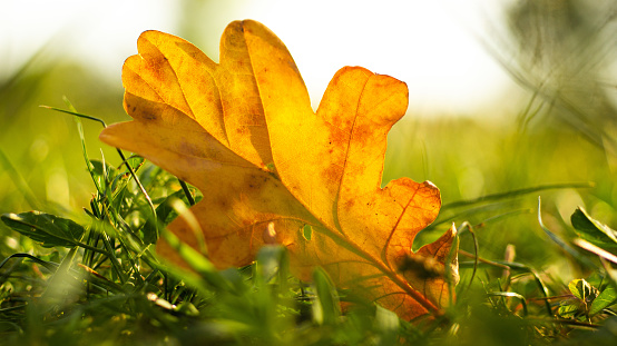Fallen yellow oak leaf on green grass. Autumn fall season. Nature beauty concept