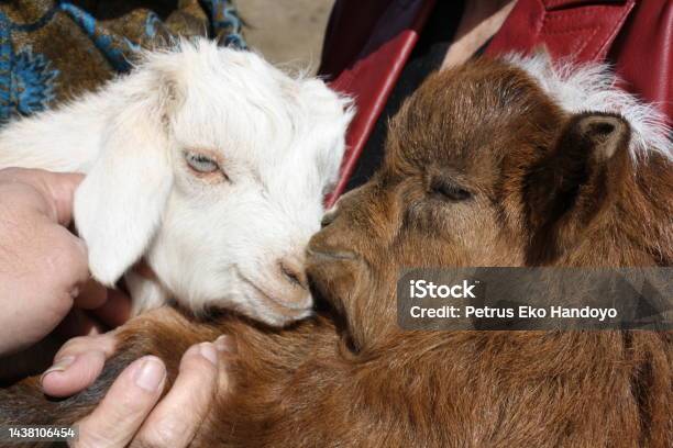 The Cashmere Goats In The Unknown Meadow Tuv Province Mongolia Stock Photo - Download Image Now