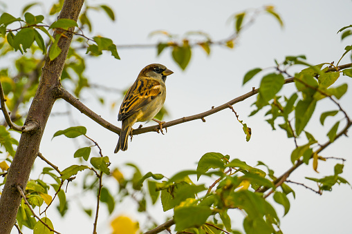 Passerine bird, sparrow perching on a tree branch among green leaves