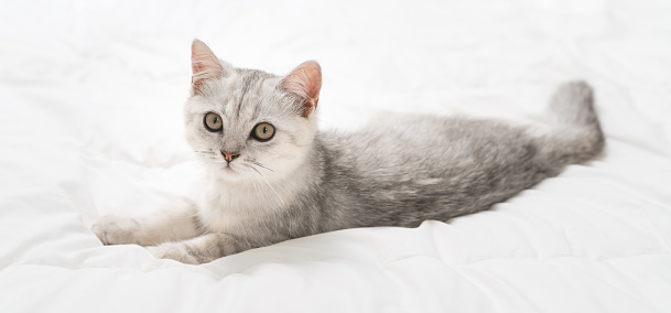 Small Scottish kitten lying down on white bed of relaxing and cozy wellbeing in home.