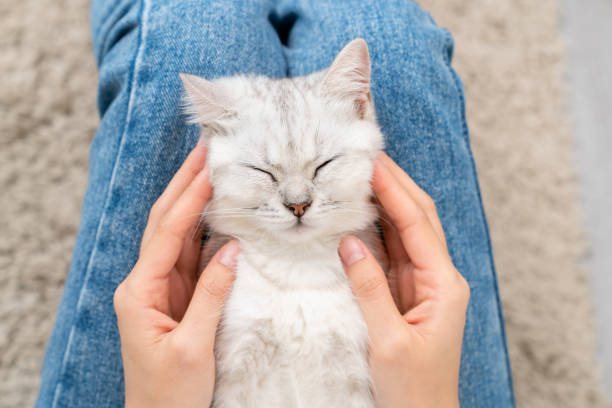 istock Hands holding a small Scottish kitten on the leg. 1438107512