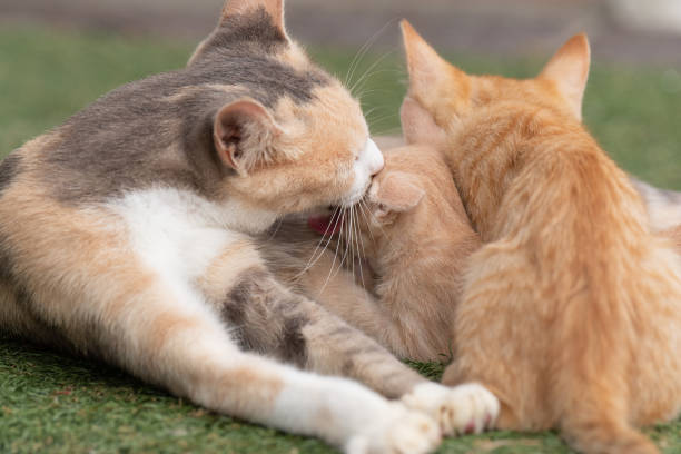 istock cat parent and child 1438107774