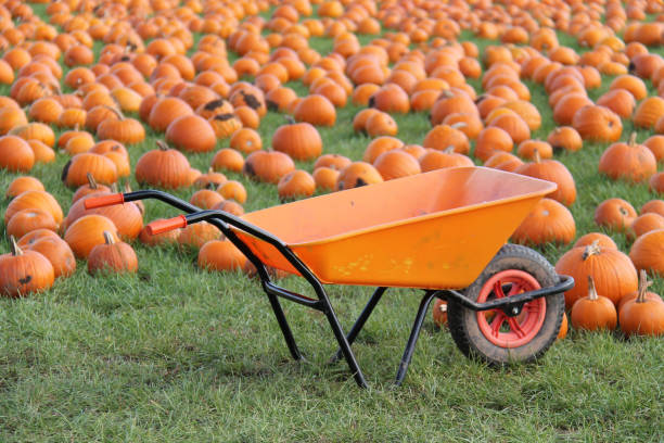 istock Field of Pumpkins. 1438108763