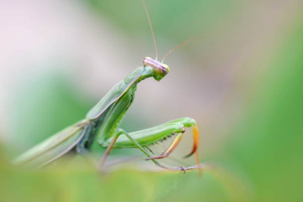 istock Praying mantis waiting for prey in macro 1438109460