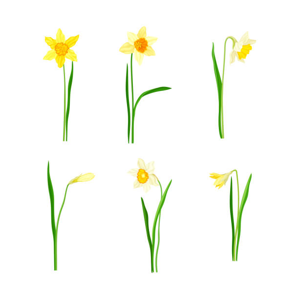 narzisse als frühjahrsblühende mehrjährige pflanze mit weißen und gelben blüten und blütenstielvektorset - daffodil stem yellow spring stock-grafiken, -clipart, -cartoons und -symbole