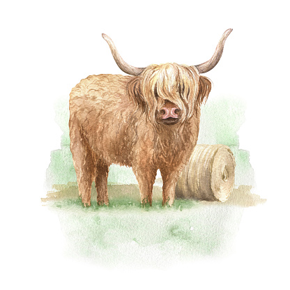 Watercolor Highland cow illustration with haystack and green grass