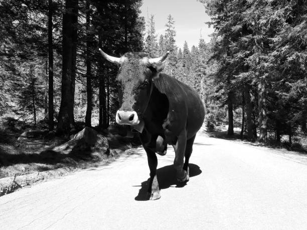 Cow
