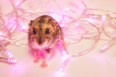 Cute hamster and Christmas fairy lights