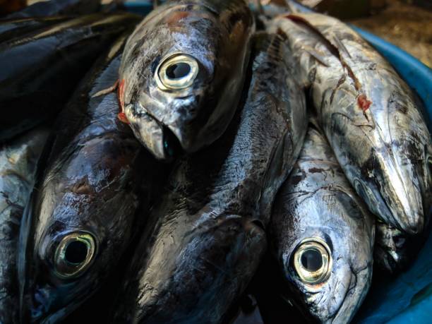 small tuna being sold in a market