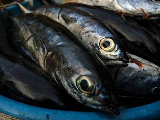 istock small tuna being sold in a market 1438111135