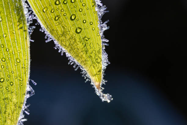Winter image background material
