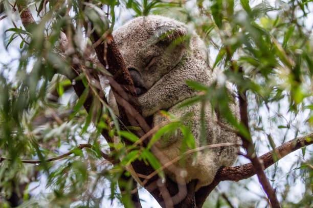 istock Adorable koala sleeping on a tree in a zoo 1438112318